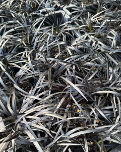 Black Mondo Grass